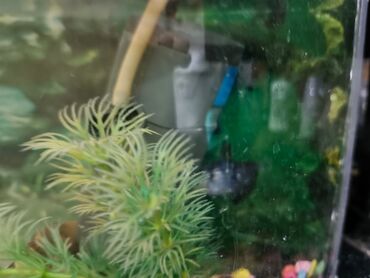 Akvariumlar: Yarımay formalı şüşə akvarium seti - Ön hissəsi qabarıq (panoramik) — 8