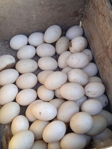 kefir mayası harda satılır v Azərbaycan | Su nəqliyyatı: Mayalanmis lal ordek yumurtalari satilir.Lavanda Krasnadar ve ag Macar