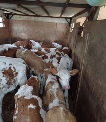 Dana, buzov: Dana, buzov, Dişi, Simental, ay: 1, Damazlıq, Ətlik, Rayonlara çatdırılma, Pulsuz çatdırılma, Ödənişli çatdırılma — 21