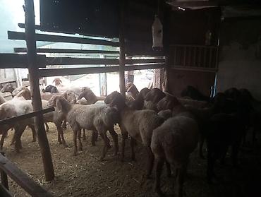корова уйлар: Продаю | Баран (самец) | Для разведения — 4
