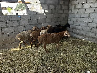 Баран, овца: Продаю | Баран (самец) | На забой at lalafo.kg — 4 Баран, овца: Продаю | Баран (самец) | На забой — 4