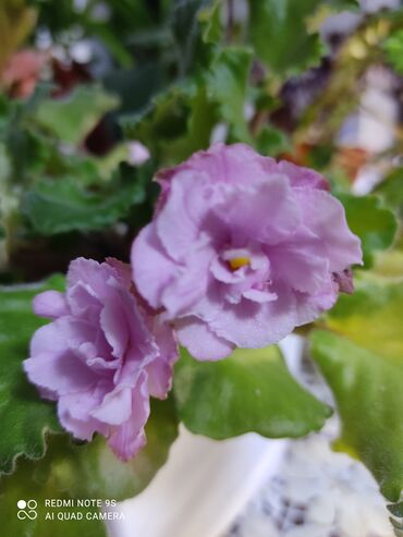 Другой декор и предметы интерьера: Распродажа Денежное дерево, толстянка, Поливать 1-2 раза в неделю — 10