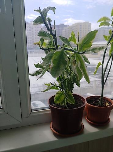 Другие комнатные растения: Продаются цветы от 200 до 500 сом — 6