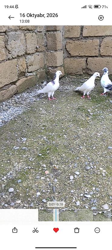 qaşqaldağ quşu: Göyərçinlər 4 dənədi gözü xallı 3-4 saata kimi uçuşu var oynağdı — 1
