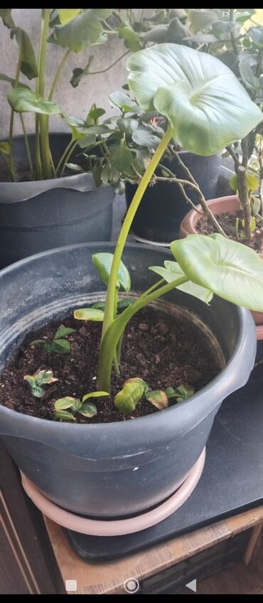 Otaq bitkiləri: Məhsul: Otaq gülləri (saksıda) Təsvir: - Şəkillərdə müxtəlif — 7