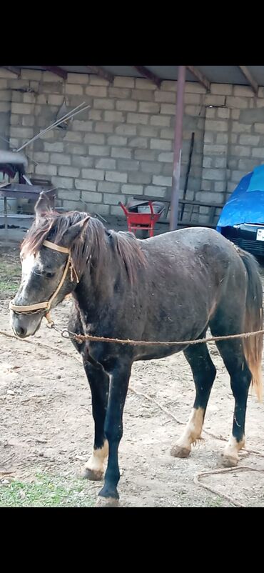 qaz və ördək: Salam 3 yaw var 4 icindedi cox sakit heyvandı