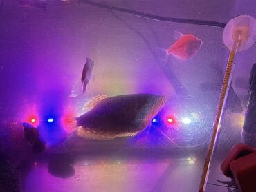 Akvariumlar: LED işıqlı akvarium seti - Şəffaf plastik gövdəli, qapaqlı akvarium - — 7