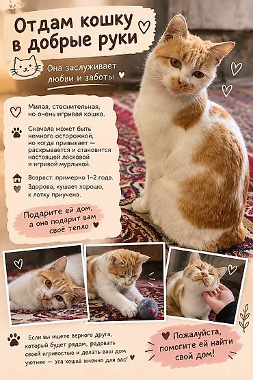 Отдам даром кошку: Кошка даром: Беспородная, 1 год, Девочка, Приучена к лотку — 1