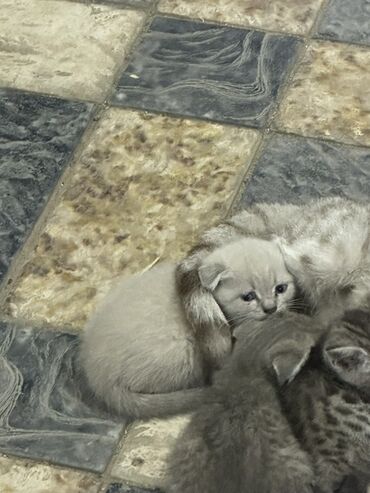 продаются кошки: Шотландские вислоухие котята (Scottish Fold) Продаю белого катенка 2