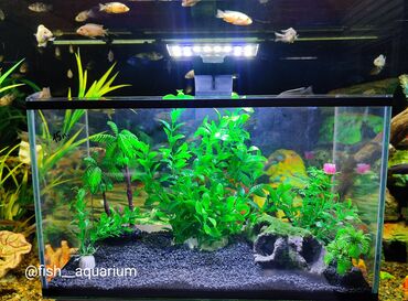 рыбка аквариум: Аквариум новый с оформлением, объём 15 л