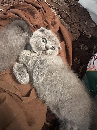 котята вислоухие бесплатно: Скотиш Страйт (Шотландская прямоухая), 2 месяца, Девочка, Серебристая шиншилла, Приучена к лотку — 4