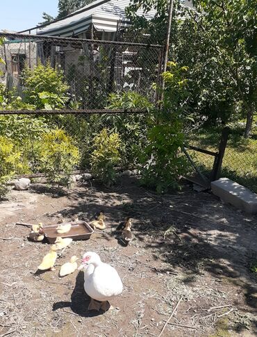 ара попугай цена: Продам маму индоутку с утятками, вылцпились 22 августа, 10 утят