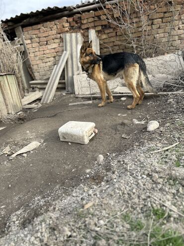 собаки в беловодск: Сатылат 5 мин сом авчарка