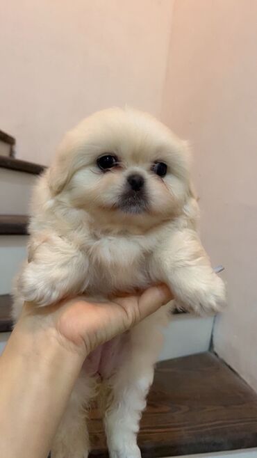 İtlər: Pekines — 7