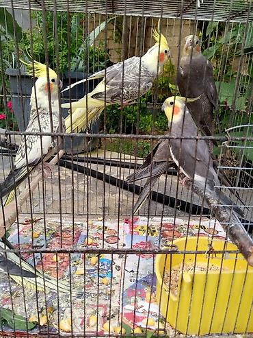 Yuvalar: Korella qəfəs yuva munasib qiymete -da lalafo.az — 7 Yuvalar: Korella qəfəs yuva munasib qiymete — 7