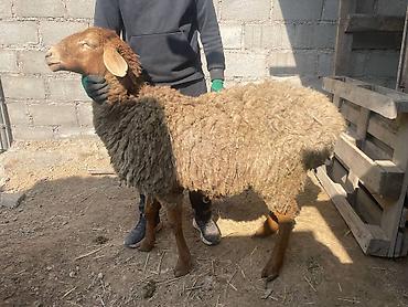 Баран, овца: Продаю | Овца (самка), Ягненок | Для разведения | Матка — 1