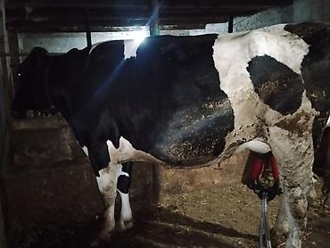 cins ineklerin satisi 2018: 1 qarın doğub cavan maldı partdama kökdü 330340 kilo əti olar — 3