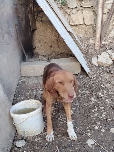 İtlər: Ruski konçil ov tulası — 1