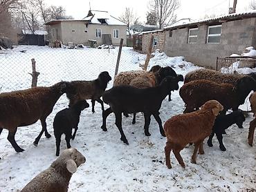 Баран, овца: Продаю | Овца (самка) | Для разведения | Матка — 7