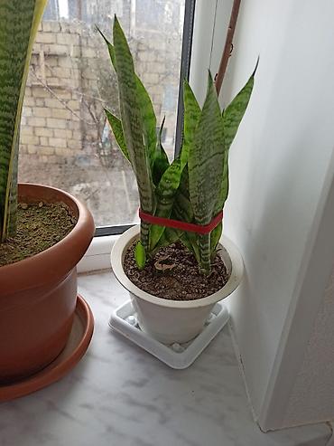 Digər bitkilər: Ev otaq gülləri – bir neçə növ 5-50 manat arası qiymət - — 13