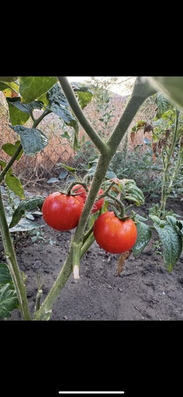 Günlük kirayə evlər: 300 kv. m, 8 otaq, Qaz — 23