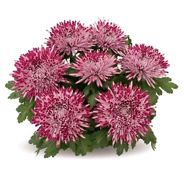 Seeds and seedlings: Hrizanteme – razne boje i oblici cveta - Vrste/boje: ružičasto-belo — 8