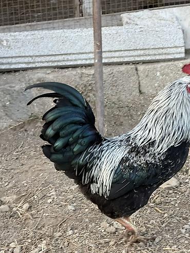 hind quslari: Məhsul: Qara-lələklı, gümüşi yaxalı toyuq cinsi xoruz Xüsusiyyətlər — 6