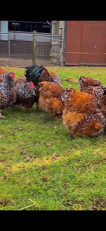 Toyuqlar: Toyuq, Damazlıq -da lalafo.az — 4 Toyuqlar: Toyuq, Damazlıq — 4