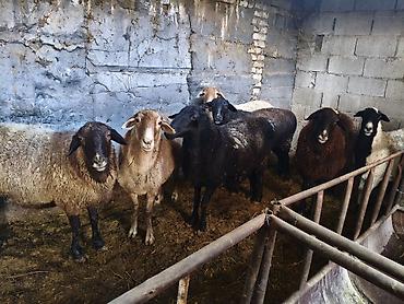 овечья шерсть купить: Продаю | Овца (самка) — 2