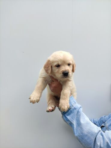 it pulsuz: Retriever, 2 ay, Erkek, Pulsuz çatdırılma