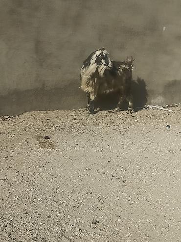 Keçilər, çəpişlər: Salam Sağlam Keçidi 3 qarın Partdam kökü Heyvadi rahat ət olar 14 15 — 4