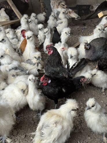 продам вольер для собаки бу: Продам декоративные куры петухи