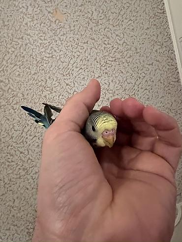Tutuquşları: 🦜 Xüsusi Danışan Macha – 3 Aylıq Erkək Bala 🦜 Seçilmiş baxım və — 15