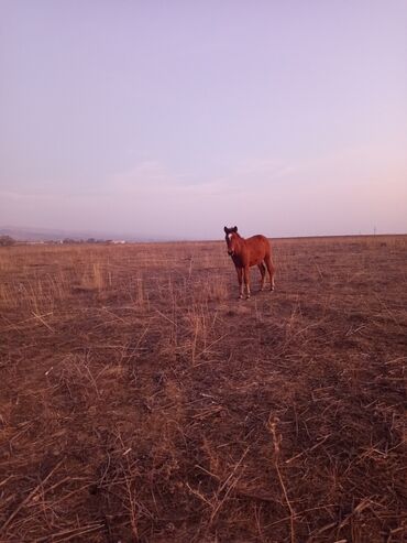 Atlar: Dişi, il: <1 -da lalafo.az — 5 Atlar: Dişi, il: <1 — 5