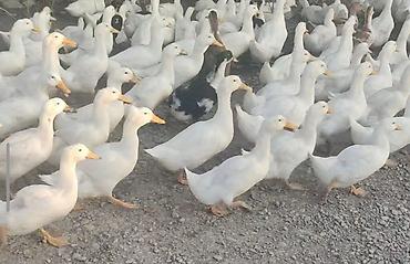 Сельхозптицы: Pekin Ördəkləri, 800dən çox ördək var kuban ördeyi, ordeklerin 200ü — 1