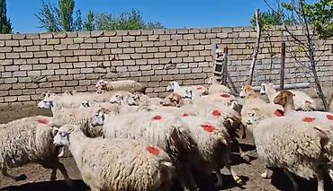 qoyun qiymətləri 2025: Dişi, il: 1, Damazlıq, Pulsuz çatdırılma — 4