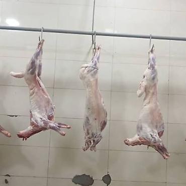 duru yağ: 🐑❄️ AZ QUYRUQLU MONQOL QUZUSU ƏTİ SATIŞDA! 🥩 Keyfiyyətli quzu — 2