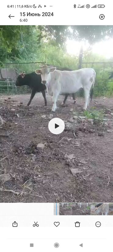 Коровы, быки: Продаю | Бык (самец), Тёлка | Для разведения