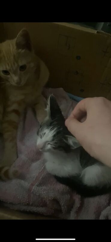 черепашьи яйца купить: Кошка даром: Беспородная, 1 месяц, Девочка