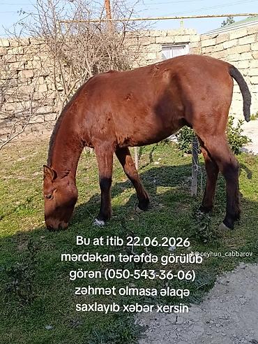 cins atlar: Salam bu at 10gündü itib 3-4 gün əvvəl şüvəlan ərazisində görülüb — 1