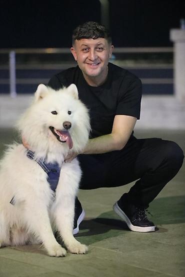 cutlesdirmek: Samoyed, 2 il, Erkək, Cütləşmə üçün — 1
