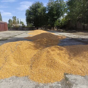 осьминожка перевертыш цена бишкек в Кыргызстан | Игрушки: Продаю кукурузу. Макка. Жугору. Сухая 30 тонн срочно Калорийность