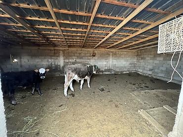 Продажа сельхозпредприятий: Кашар сатылат срочно Кызыл Омполдо 1 гектар красная книгажайыты — 12