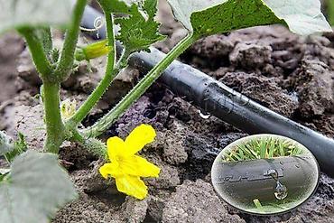 Капельный полив: Капельная трубка с эмиттерами диаметр трубки: 16 мм;· длина бухт — — 8