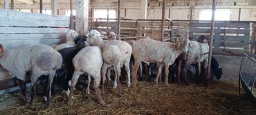 катумские овцы: Продаю | | На забой
