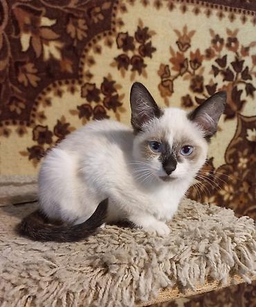 купить породистую кошку: Породистая 3-х месячная девочка, рождена 12 июля 2026 года. Порода — 5
