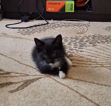 приют для котят: Кошка даром: Беспородная, Девочка — 5