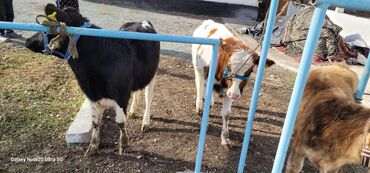 Коровы, быки: Продаю | Музоо, торпок | На откорм | Привязанные — 4