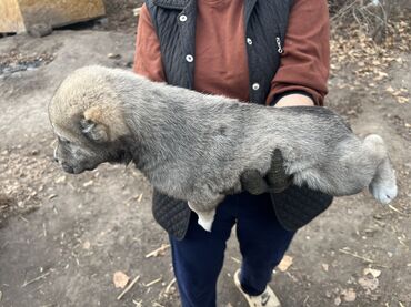 Продажа собак: Алабай, 2 месяца, Самка, С прививкой, С родословной — 7