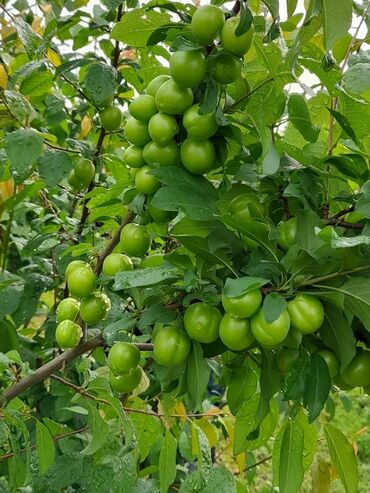 Şitillər: Alça qələmi "saglam tinglər saglam bagçiliqin təminatidir"🌱 yeni əkin — 6